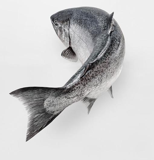 Hail to the King of Lachs